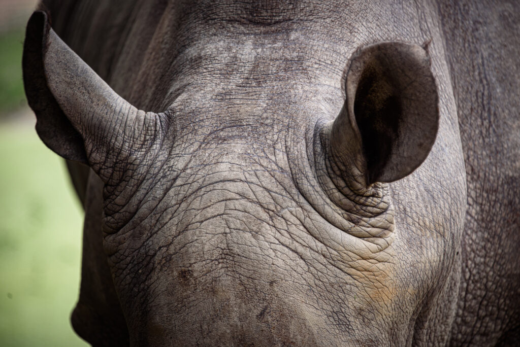 Meet the Mascot! The ImproveIt Rhino