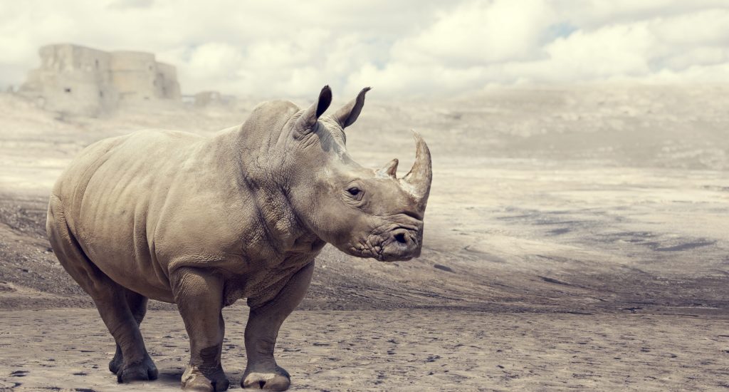 Rhino Mascot