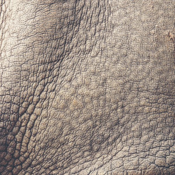 Rhino Skin