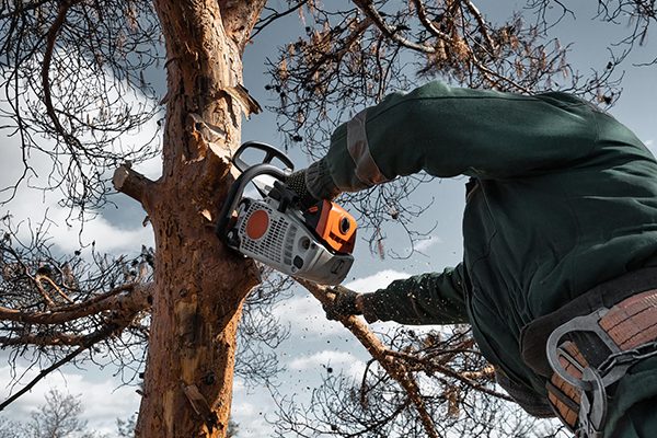 tree pruning is important winter maintenance and how to winterize your home