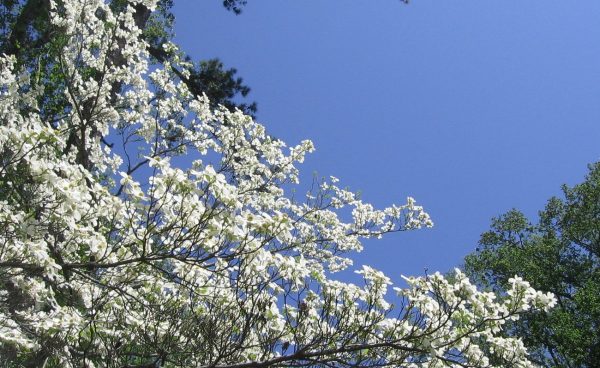 pike county dogwood festival and home & gardne show