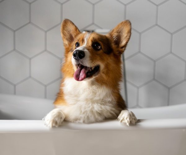2024 pet expo columbus ohio march events