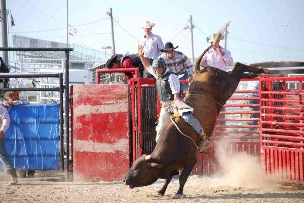 enjoy the morrow county fair events in august in ohio